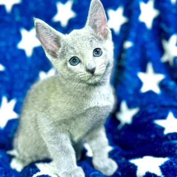 Russian Blue 1.13a