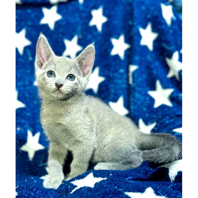 Russian Blue 1.13a