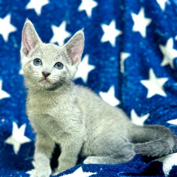 Russian Blue 1.13a