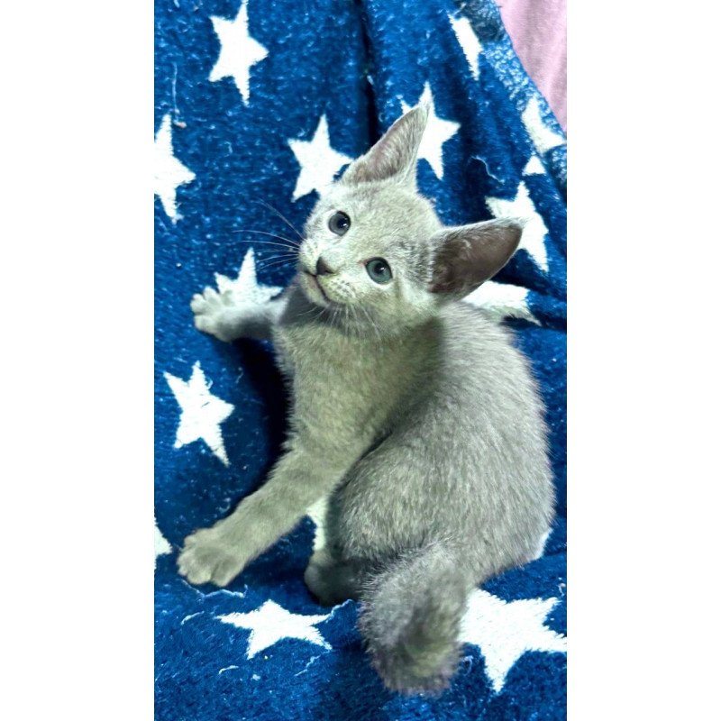 Russian Blue 1.13a
