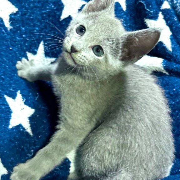 Russian Blue 1.13a