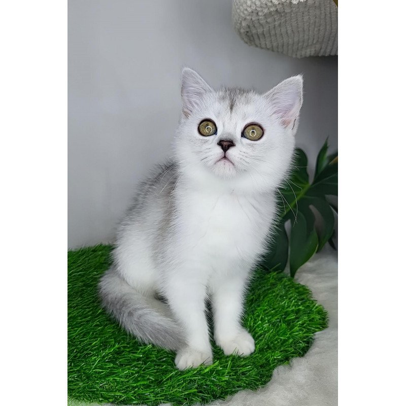 British M Whitney Queen