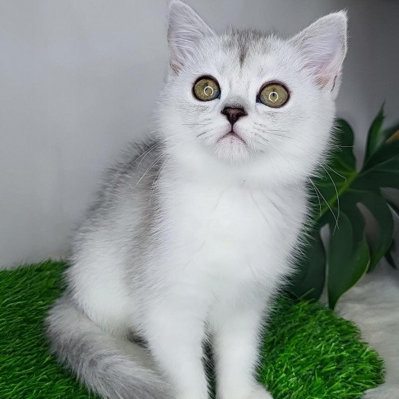 British M Whitney Queen