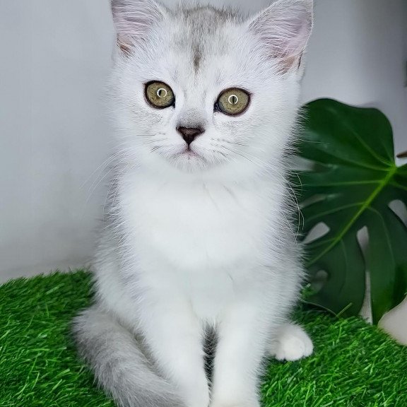 British M Whitney Queen