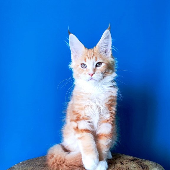Maine Coon EZ Neman