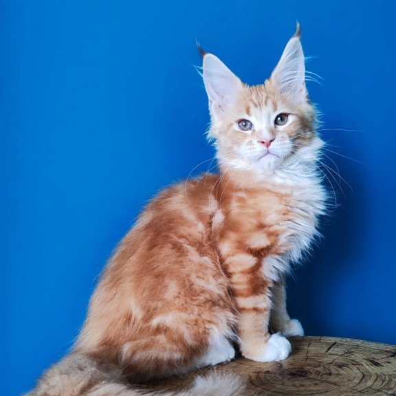 Maine Coon EZ Neman