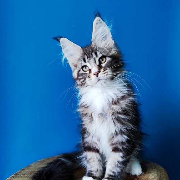 Maine Coon EZ Negan