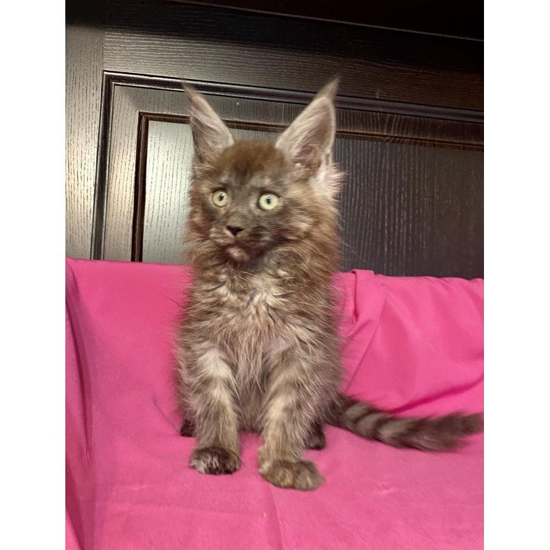 Maine Coon EZ Viе Vienna