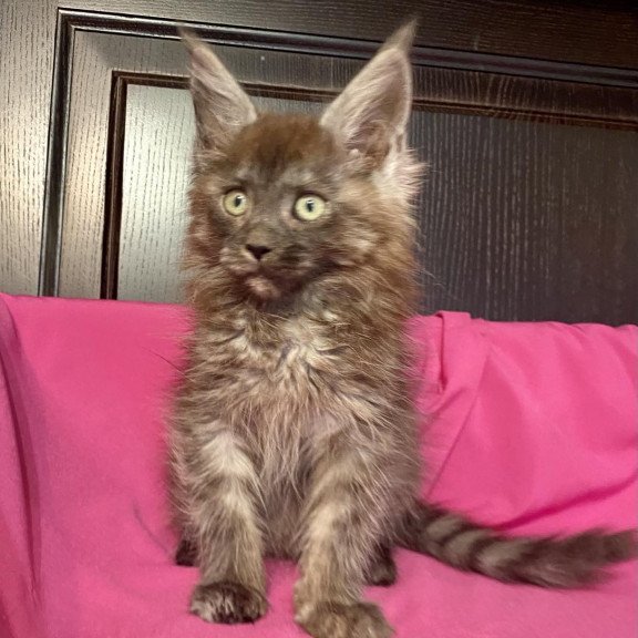 Maine Coon EZ Viе Vienna