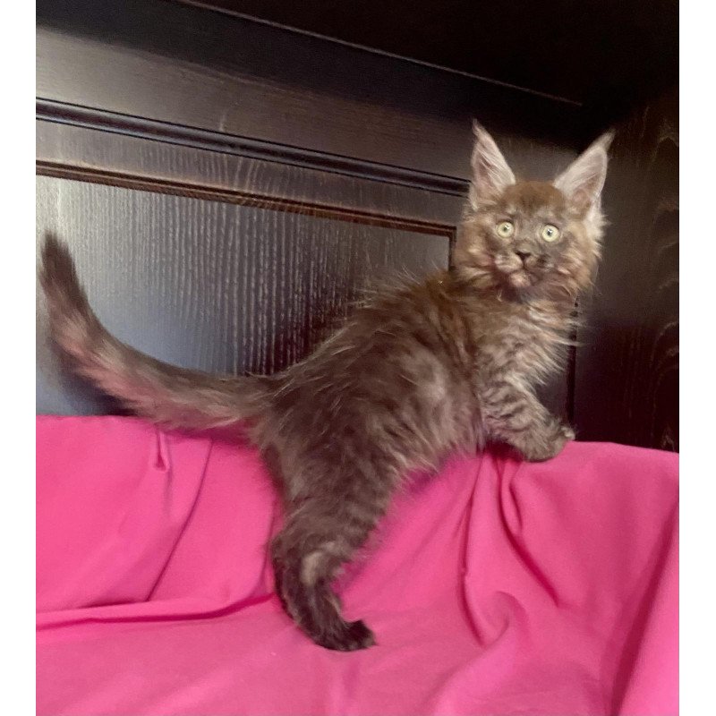 Maine Coon EZ Viе Vienna