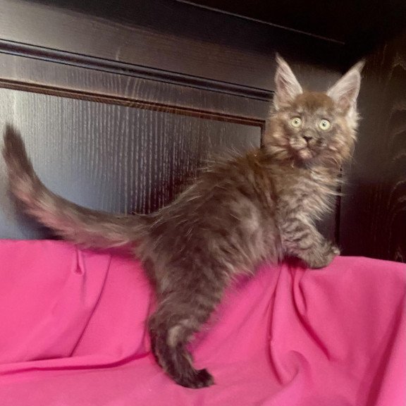 Maine Coon EZ Viе Vienna