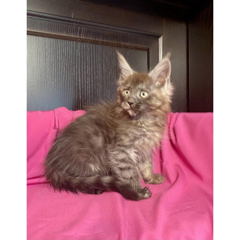 Maine Coon EZ Viе Vienna