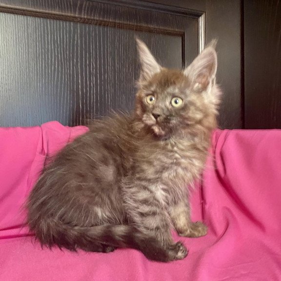 Maine Coon EZ Viе Vienna