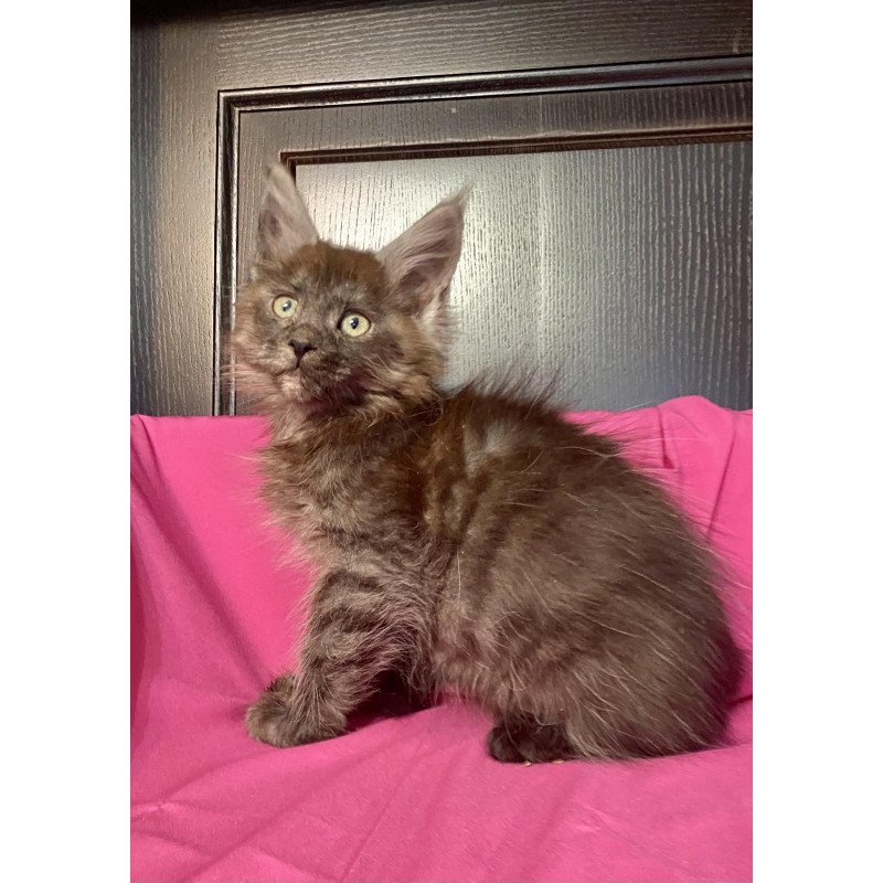 Maine Coon EZ Viе Vienna