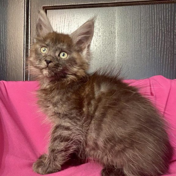 Maine Coon EZ Viе Vienna