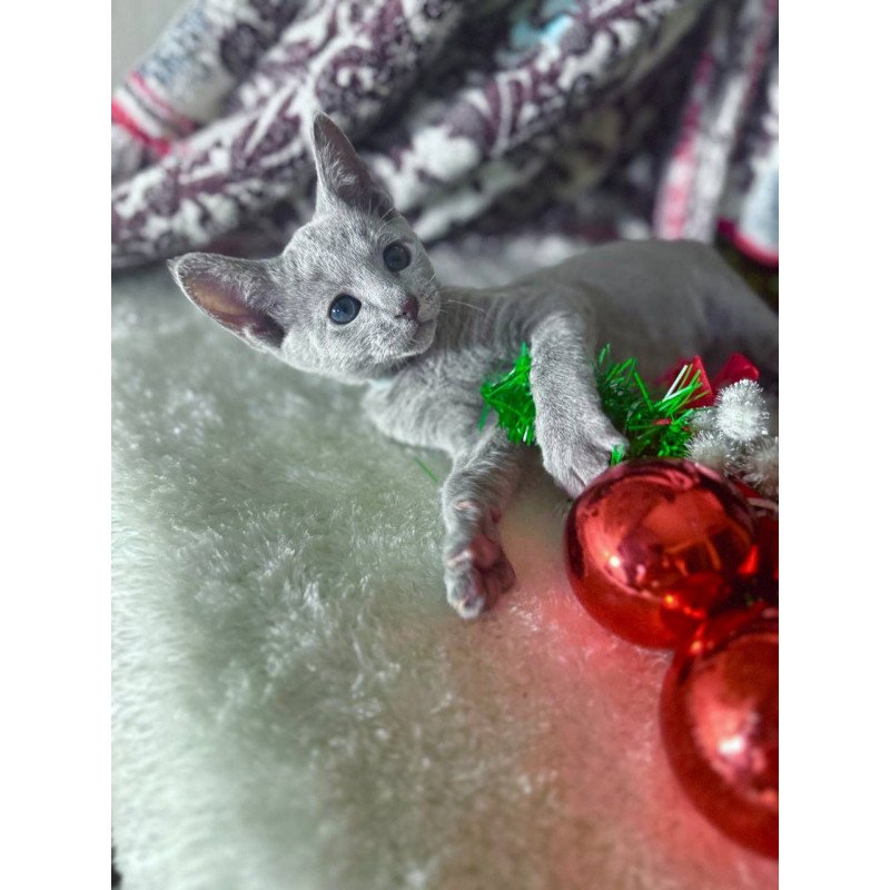 Russian Blue 1.16a
