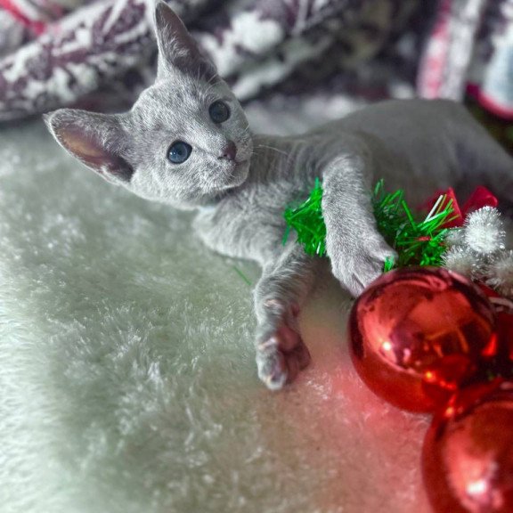 Russian Blue 1.16a