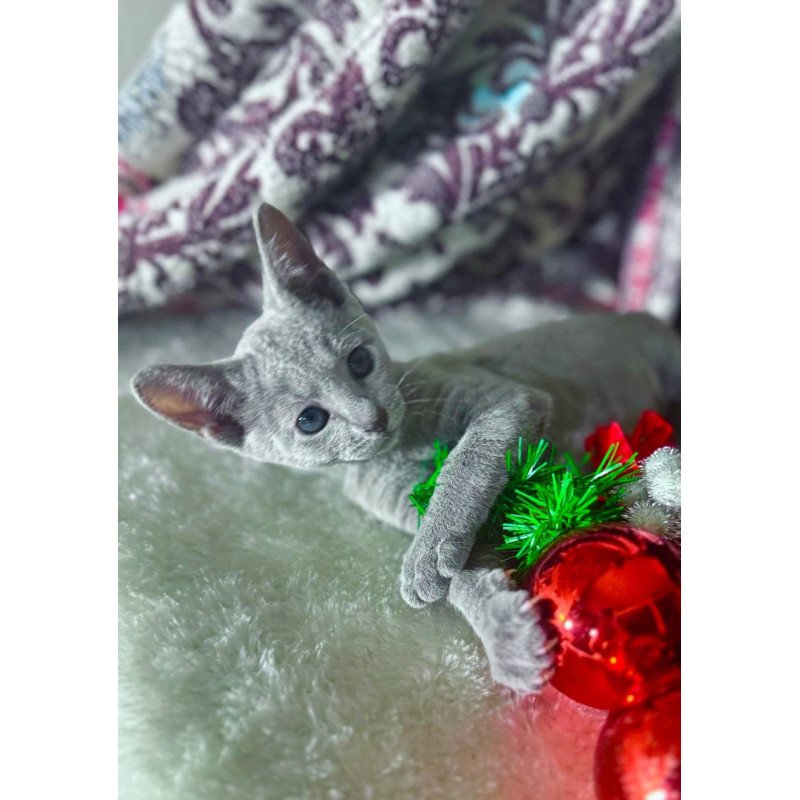 Russian Blue 1.16a