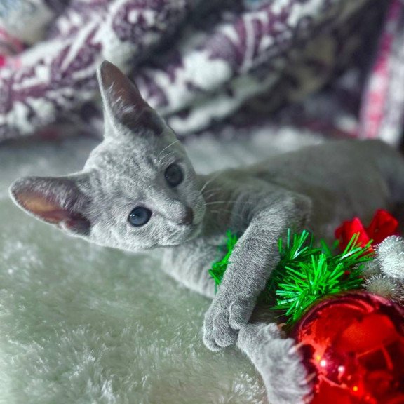 Russian Blue 1.16a
