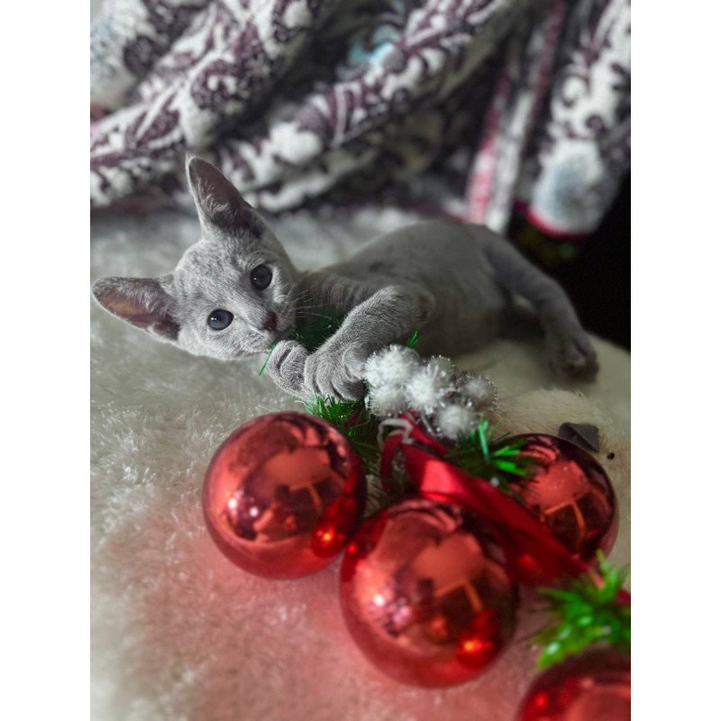 Russian Blue 1.16a