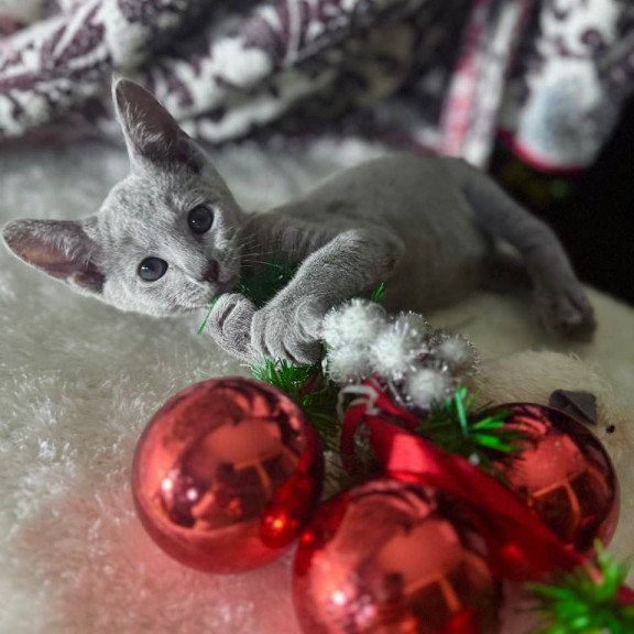 Russian Blue 1.16a