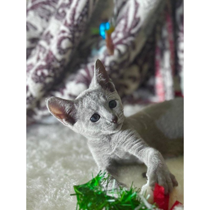Russian Blue 1.16a