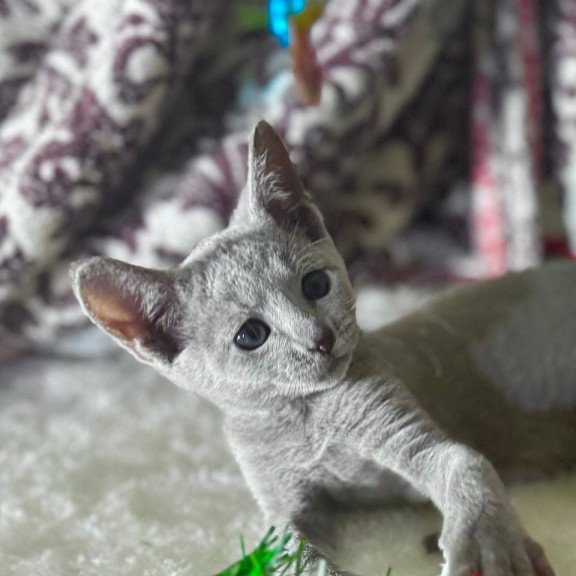 Russian Blue 1.16a