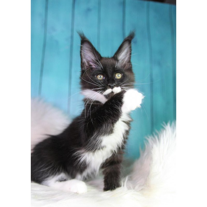 Maine Coon MAR Gella
