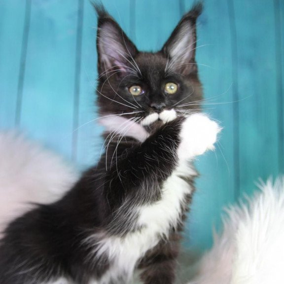 Maine Coon MAR Gella