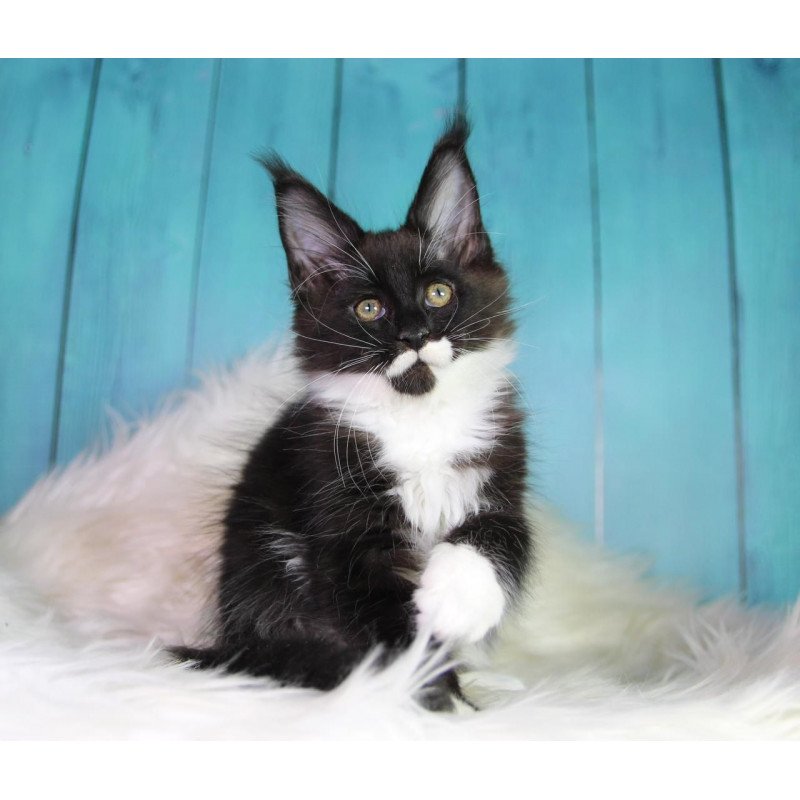 Maine Coon MAR Gella