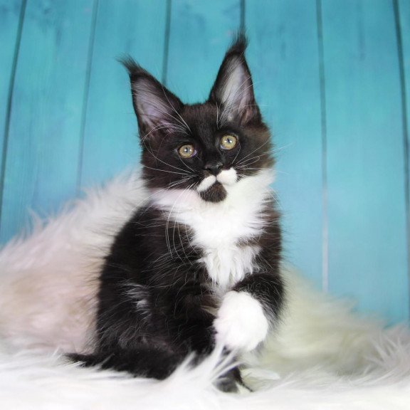 Maine Coon MAR Gella