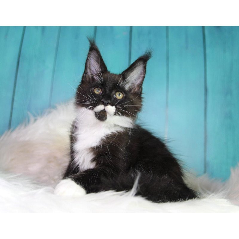 Maine Coon MAR Gella