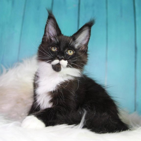Maine Coon MAR Gella