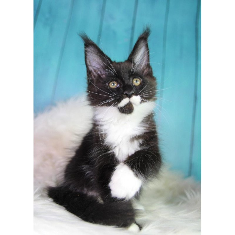 Maine Coon MAR Gella
