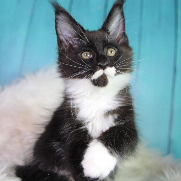 Maine Coon MAR Gella