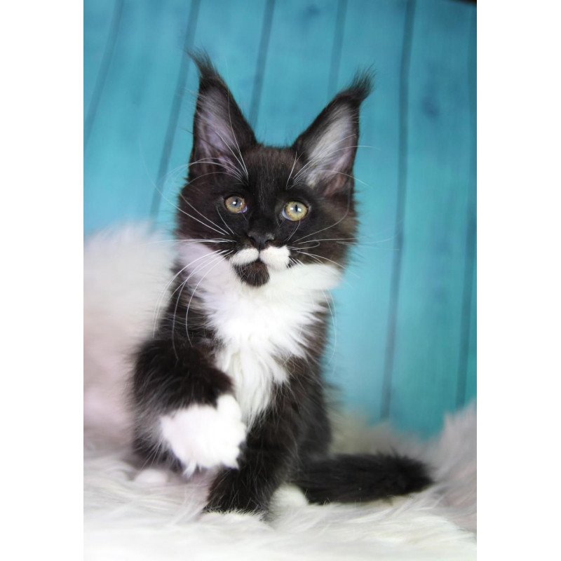 Maine Coon MAR Gella