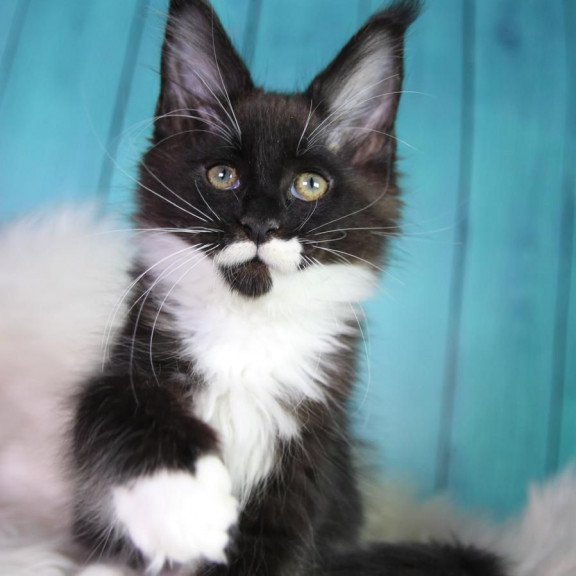 Maine Coon MAR Gella
