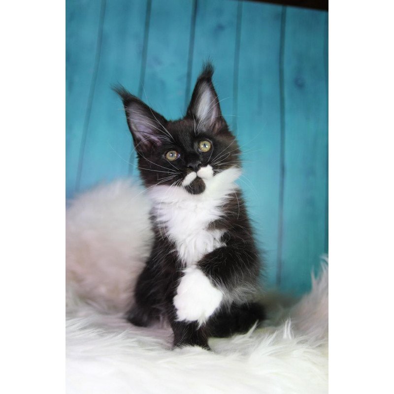 Maine Coon MAR Gella