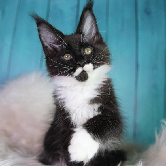 Maine Coon MAR Gella