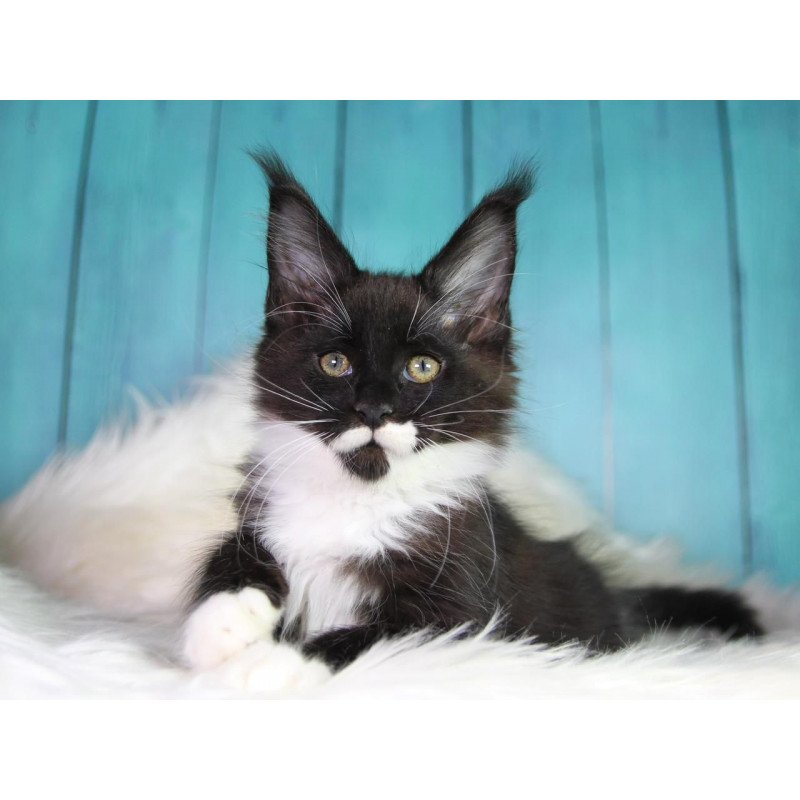 Maine Coon MAR Gella