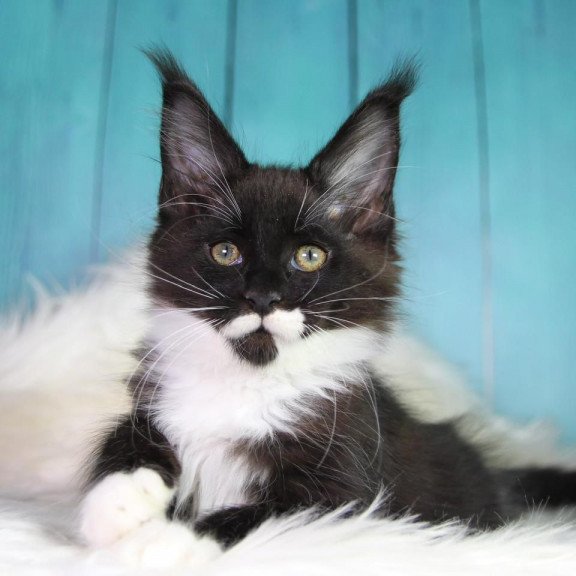 Maine Coon MAR Gella