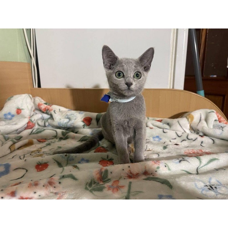 Russian Blue 1.20