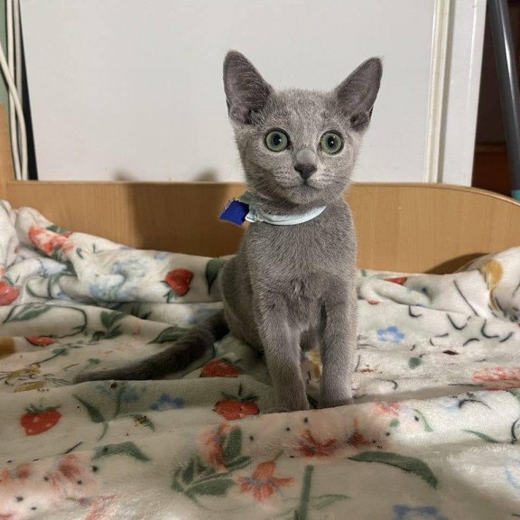 Russian Blue 1.20