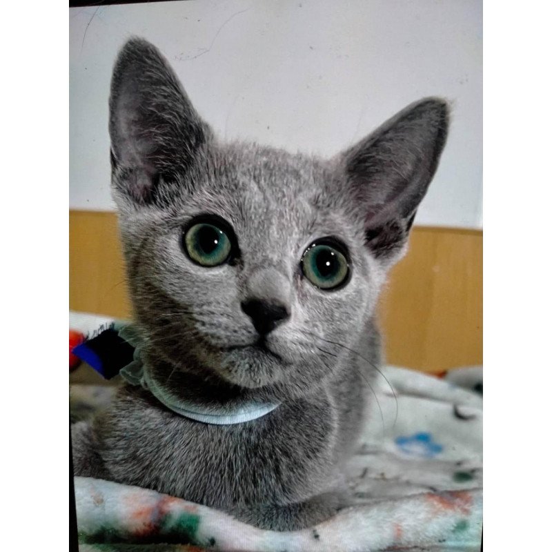 Russian Blue 1.20