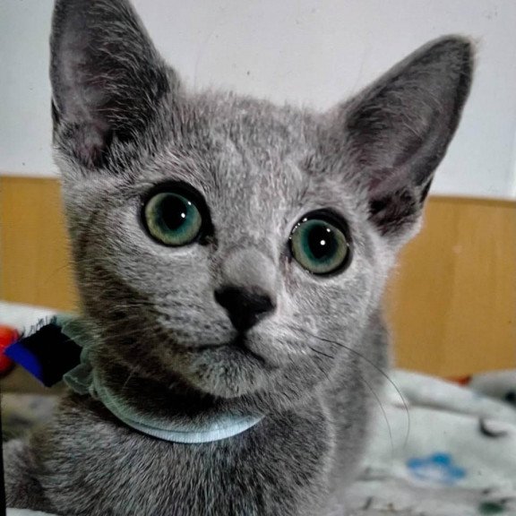Russian Blue 1.20