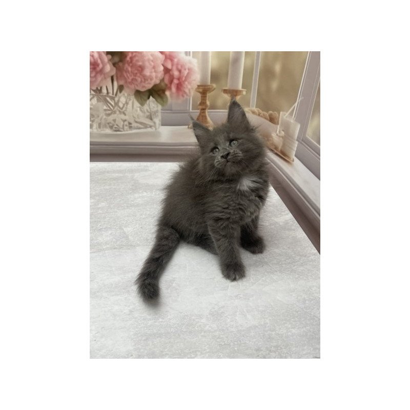 Maine Coon Alva Toma