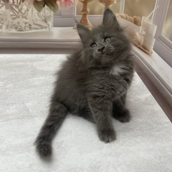 Maine Coon Alva Toma