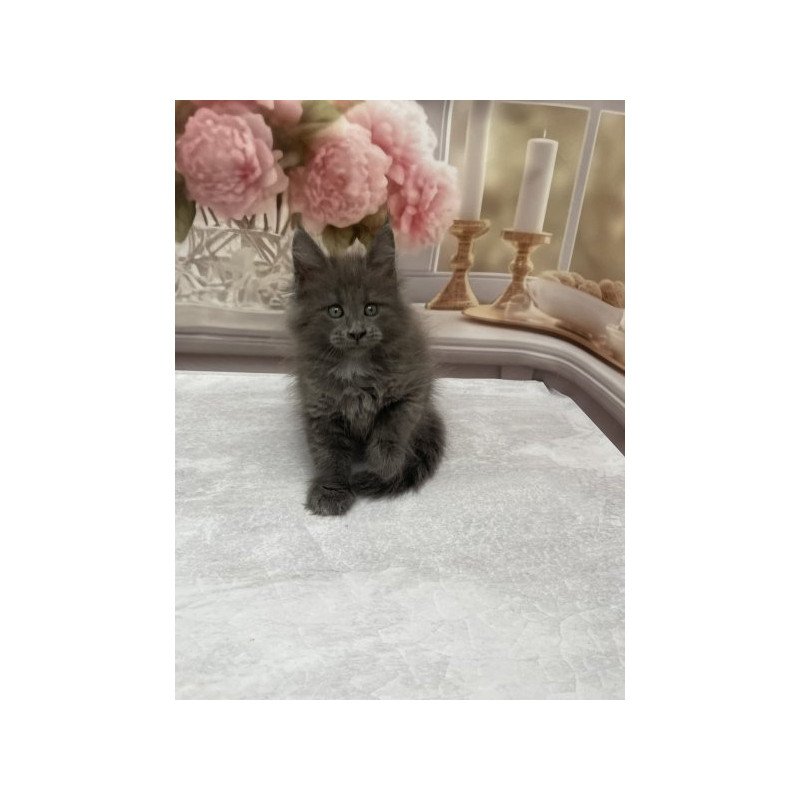 Maine Coon Alva Toma