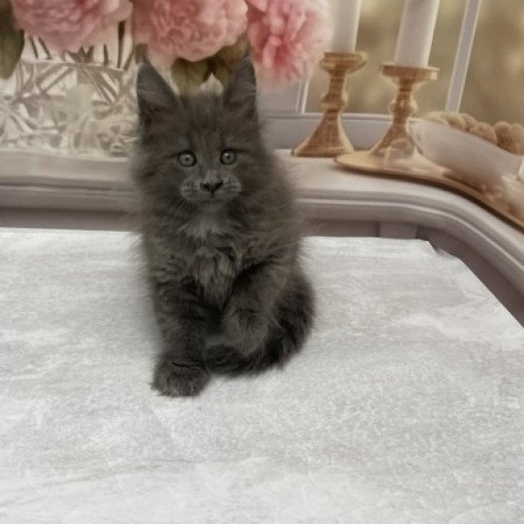 Maine Coon Alva Toma