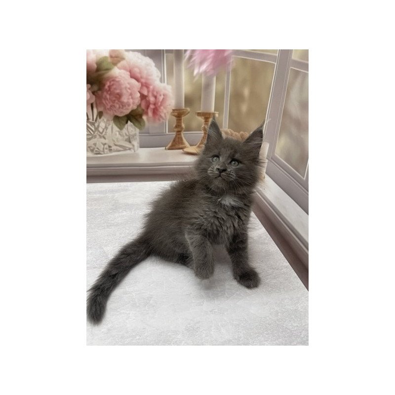 Maine Coon Alva Toma